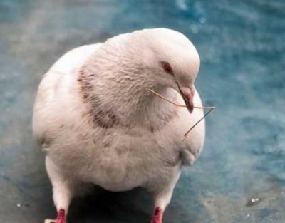 Industri daging merpati adalah salah satu daripada industri burung khas baru